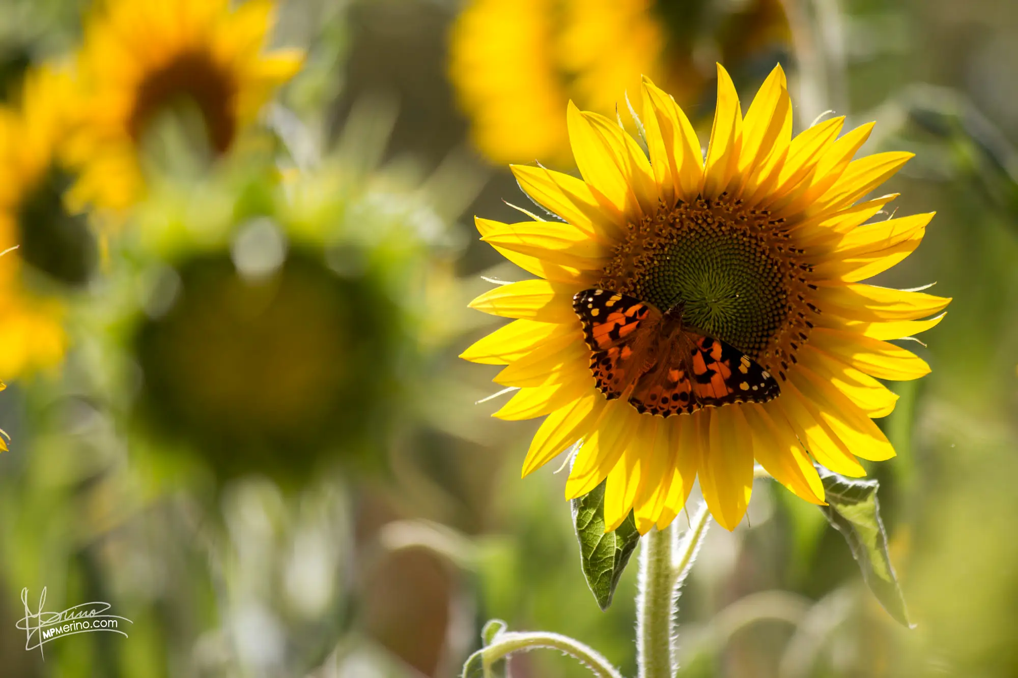 Close-up of a sunflower with a butterfly perched on it