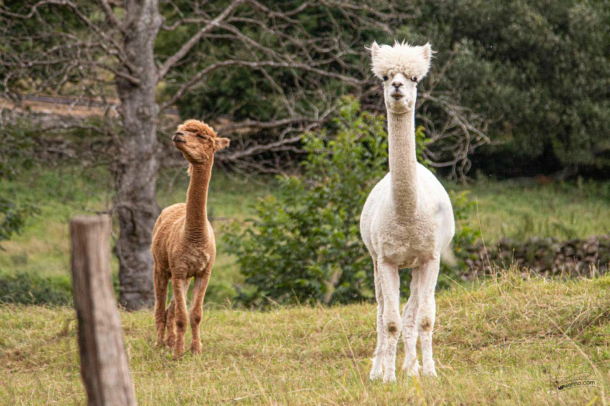 Photograph of two alpacas looking at the camera from a pen